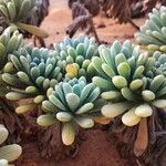 Sedum rubens Hoja