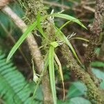 Epidendrum cystosum