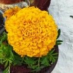 Tagetes erectaBlomst