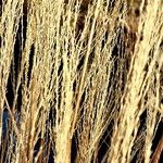 Miscanthus sinensis Libunga