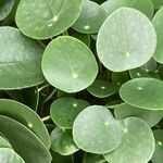 Pilea peperomioides Лист