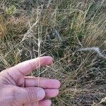 Stipa pennata Плід