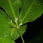 Esenbeckia pentaphylla List