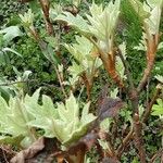 Hydrangea quercifolia Schors