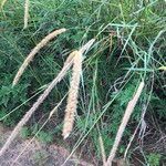 Setaria sphacelata Pokrój