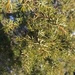 Juniperus communis Lehti