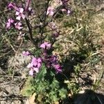 Hesperis laciniata Fiore