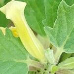 Pedalium murex 花