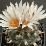 Turbinicarpus schmiedickeanus Квітка