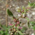 Parietaria lusitanica Blomma