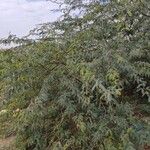 Prosopis julifloraFlower