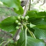 Rhamnus alpina Fruit