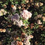 Eriogonum parvifolium Virág