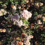 Eriogonum parvifolium Цветок