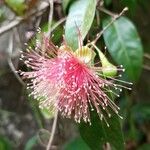 Syzygium laetum Flower