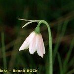 Acis rosea Flower