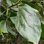 Acacia mangium Ліст