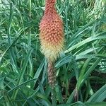 Kniphofia uvariaFlor