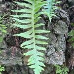 Polypodium macaronesicum Leaf