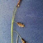 Carex limosa പുഷ്പം