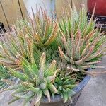 Aloe brevifolia Folio