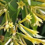 Cestrum aurantiacum Floare