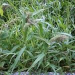 Setaria adhaerens Frucht