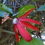 Passiflora coccinea Bloem