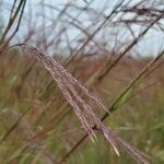 Andropogon gerardi ഫലം