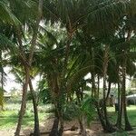 Cocos nucifera عادت داشتن