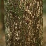 Andira coriacea പുറംതൊലി
