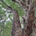 Terminalia lucida Cortiza