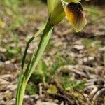 Iris tuberosa Kwiat