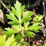 Ranunculus muricatus Leaf