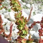 Rumex bucephalophorus Vili