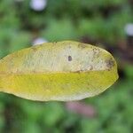 Psiloxylon mauritianum Leaf