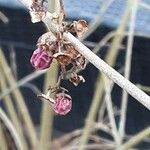 Callicarpa bodinieri Fruto