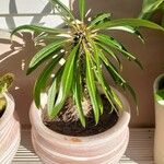 Pachypodium lamerei Fuelha