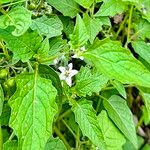 Solanum furcatum Flower