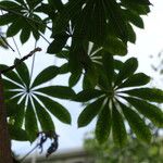 Jacaratia spinosa Blatt