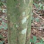 Duboscia macrocarpa പുറംതൊലി