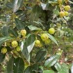 Rhaphithamnus spinosus Fruto