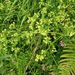 Galium mollugoFlower