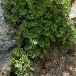 Potentilla nivalis Leaf