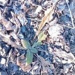 Centaurea benedicta Leaf