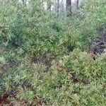 Morella cerifera Hábito