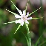 Geropogon hybridus Çiçek