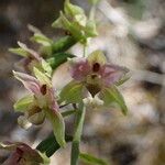 Epipactis helleborine Lorea