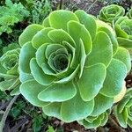 Aeonium balsamiferumFloare