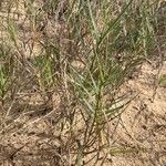 Distichlis spicata 整株植物